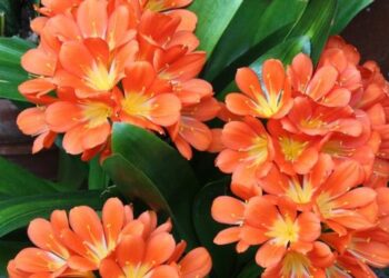Clivia miniata: la delicada flor de invierno que alegra los exteriores con sus colores