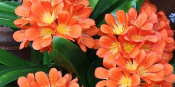 Clivia miniata: la delicada flor de invierno que alegra los exteriores con sus colores