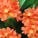 Clivia miniata: la delicada flor de invierno que alegra los exteriores con sus colores