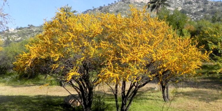Espinillo (Acacia caven): El árbol nativo con flores amarillas que perfuman el espacio