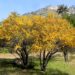 Espinillo (Acacia caven): El árbol nativo con flores amarillas que perfuman el espacio