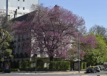 Día del Árbol: por qué se celebra cada 29 de agosto en Argentina