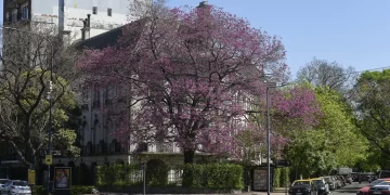 Día del Árbol: por qué se celebra cada 29 de agosto en Argentina