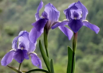 Iris germanica o Lirio azul: La flor de invierno que llena de color los exteriores