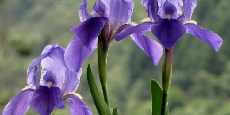 Iris germanica o Lirio azul: La flor de invierno que llena de color los exteriores