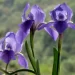 Iris germanica o Lirio azul: La flor de invierno que llena de color los exteriores