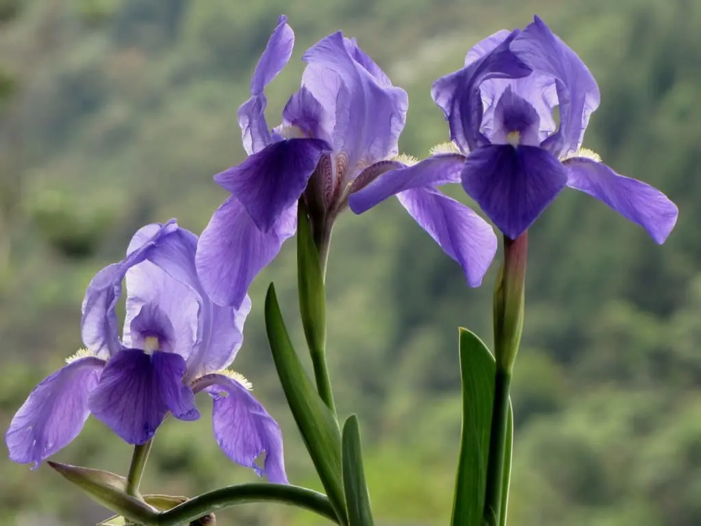 Iris germanica o Lirio azul: La flor de invierno que llena de color los  exteriores 