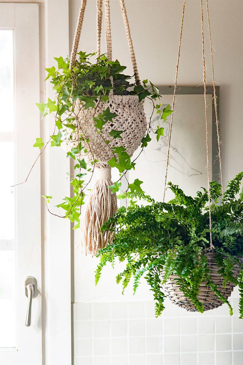 Una solución sencilla: 10 plantas que pueden absorber la humedad de la casa