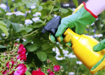 5 fertilizantes orgánicos y efectivos para la huerta