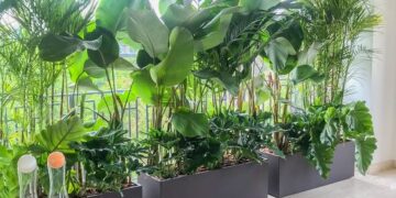 Tapar al vecino: Plantas para tener más privacidad tu balcón