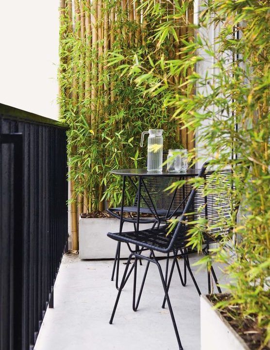 Tapar al vecino: Plantas para tener más privacidad tu balcón - DeRaiz.ar
