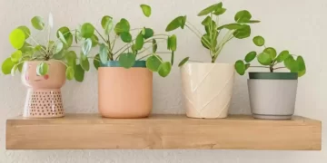 Pilea Peperomioides: La planta de interior favorita para decorar la casa
