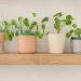 Pilea Peperomioides: La planta de interior favorita para decorar la casa