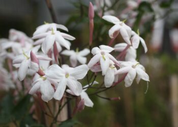 Jazmín chino (Jasminum polyanthum): La planta ideal para perfumar y vestir de blanco y rosado el jardín