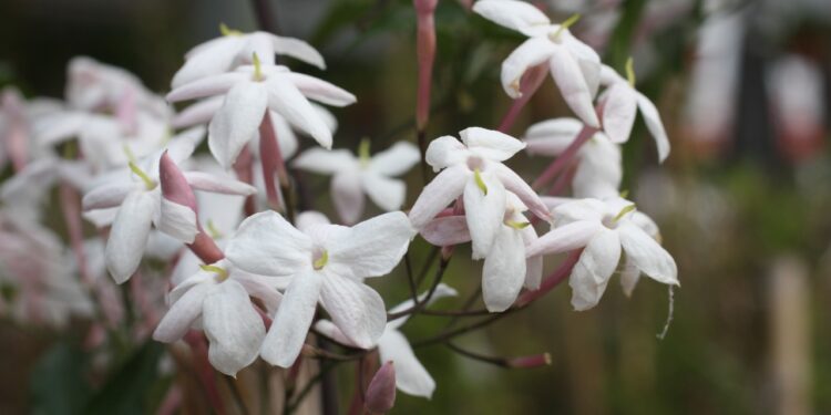Jazmín chino (Jasminum polyanthum): La planta ideal para perfumar y vestir de blanco y rosado el jardín