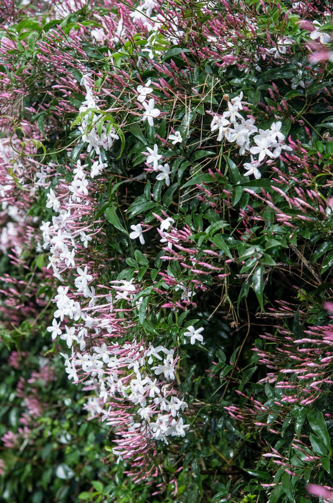 Jazmín chino (Jasminum polyanthum): La planta ideal para perfumar y vestir  de blanco y rosado el jardín 
