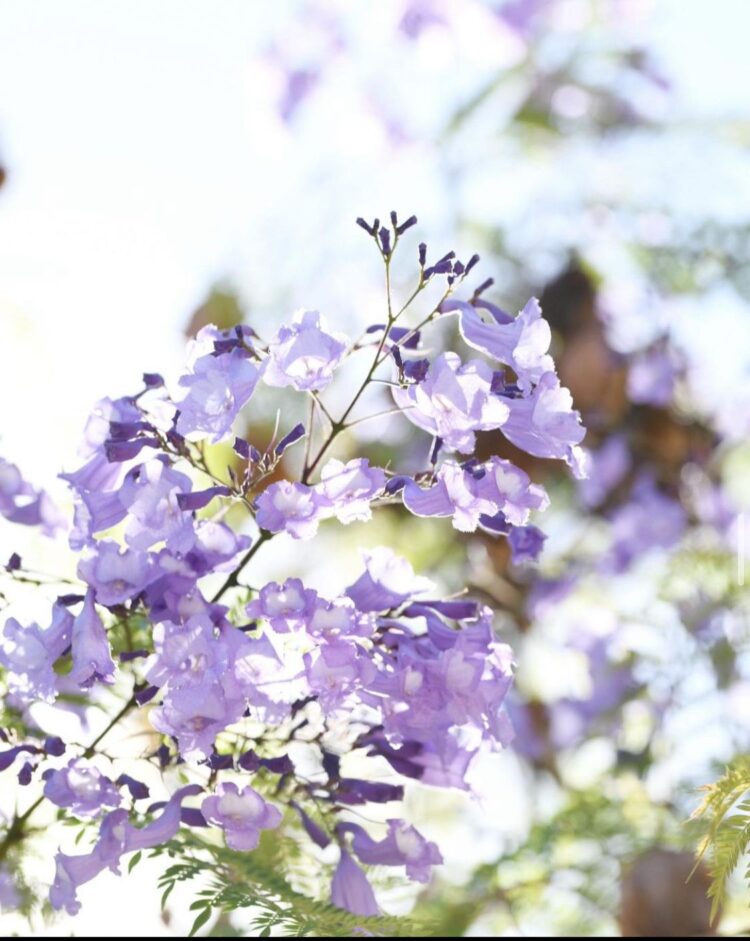 Jacarandá (Jacaranda mimosifolia): La especie nativa distintiva de la ...