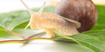 Trampa para caracoles orgánica y súper eficaz (con video)