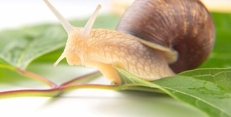 Trampa para caracoles orgánica y súper eficaz (con video)