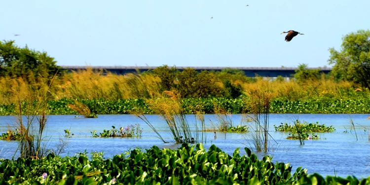 ¿Porqué los humedales están en peligro?