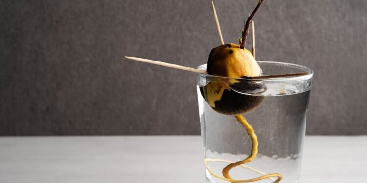 Cómo reproducir una palta desde el carozo y plantarla en casa