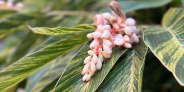 Alpinia zerumbet: una planta tropical ideal para decorar jardines, parques y senderos