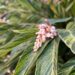 Alpinia zerumbet: una planta tropical ideal para decorar jardines, parques y senderos