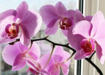 Orquídea Phalaenopsis: Como cultivar la flor más linda y elegante que decora exteriores e interiores