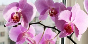 Orquídea Phalaenopsis: Como cultivar la flor más linda y elegante que decora exteriores e interiores