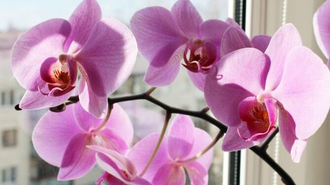 Orquídea Phalaenopsis: Como cultivar la flor más linda y elegante que decora exteriores e interiores