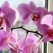 Orquídea Phalaenopsis: Como cultivar la flor más linda y elegante que decora exteriores e interiores
