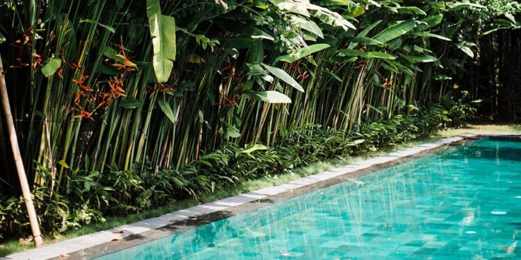 Plantas ideales para cultivar al borde de la pileta