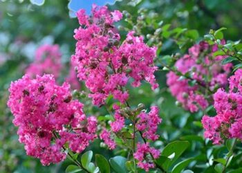 Crespón (Lagerstroemia indica): el árbol que florece en verano y enamora con sus curiosas flores