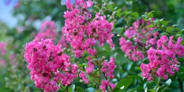 Crespón (Lagerstroemia indica): el árbol que florece en verano y enamora con sus curiosas flores