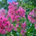 Crespón (Lagerstroemia indica): el árbol que florece en verano y enamora con sus curiosas flores