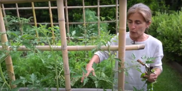Secretos de cultivo: Tomates en la huerta de Clara Billoch