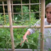 Secretos de cultivo: Tomates en la huerta de Clara Billoch