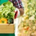 Huerta de verano y tips para mantenerla hidratada