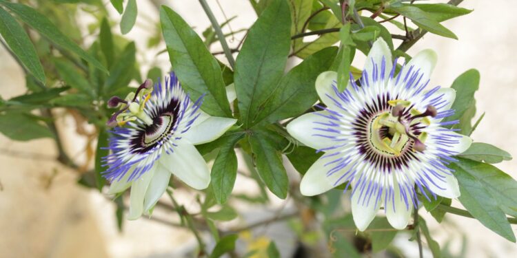 Temporada de Flor Pasionaria (Passiflora caerulea): La planta nativa que llena color los espacios exteriores