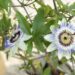 Temporada de Flor Pasionaria (Passiflora caerulea): La planta nativa que llena color los espacios exteriores
