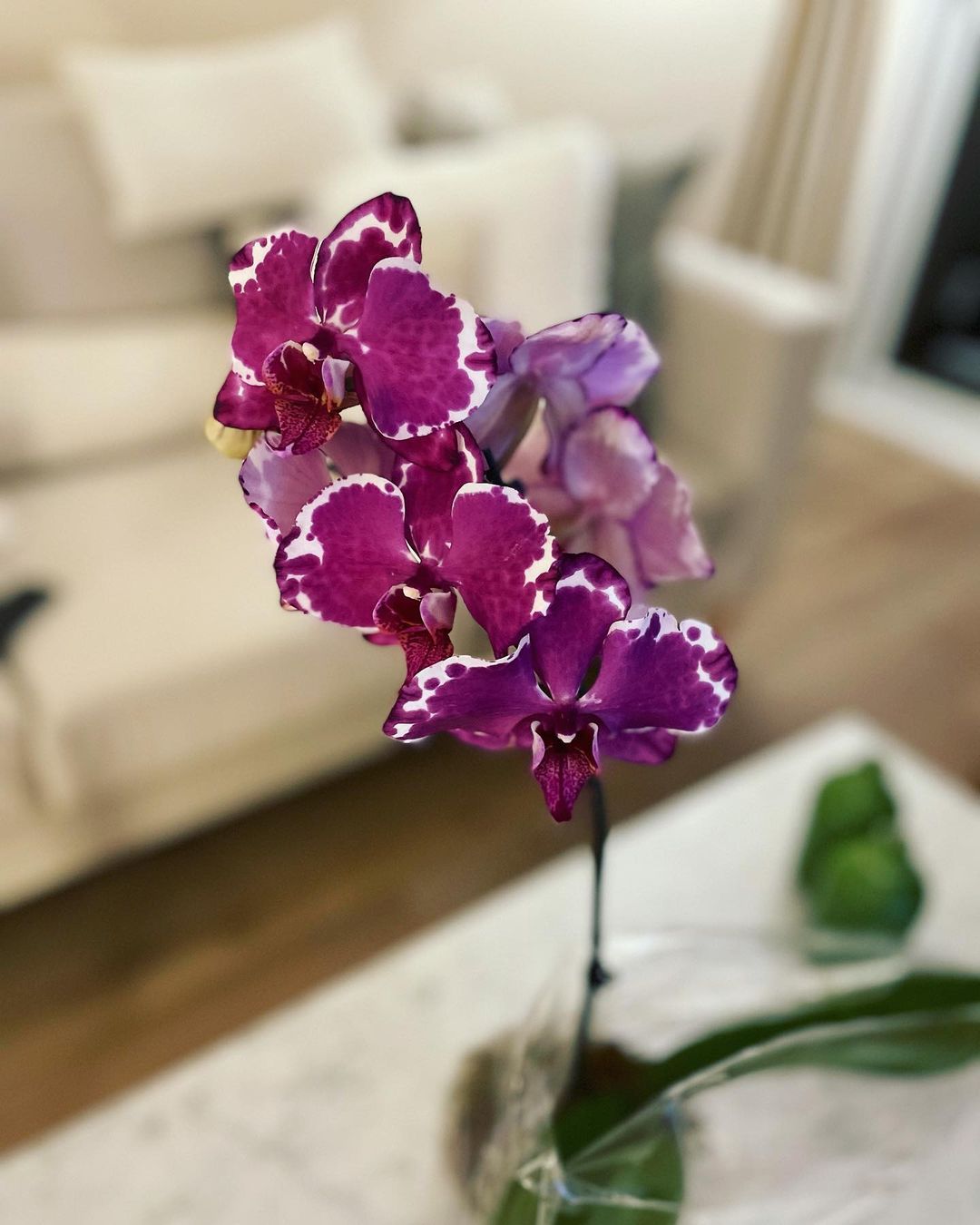 Orquídea Phalaenopsis: Como cultivar la flor más linda y elegante que  decora exteriores e interiores 