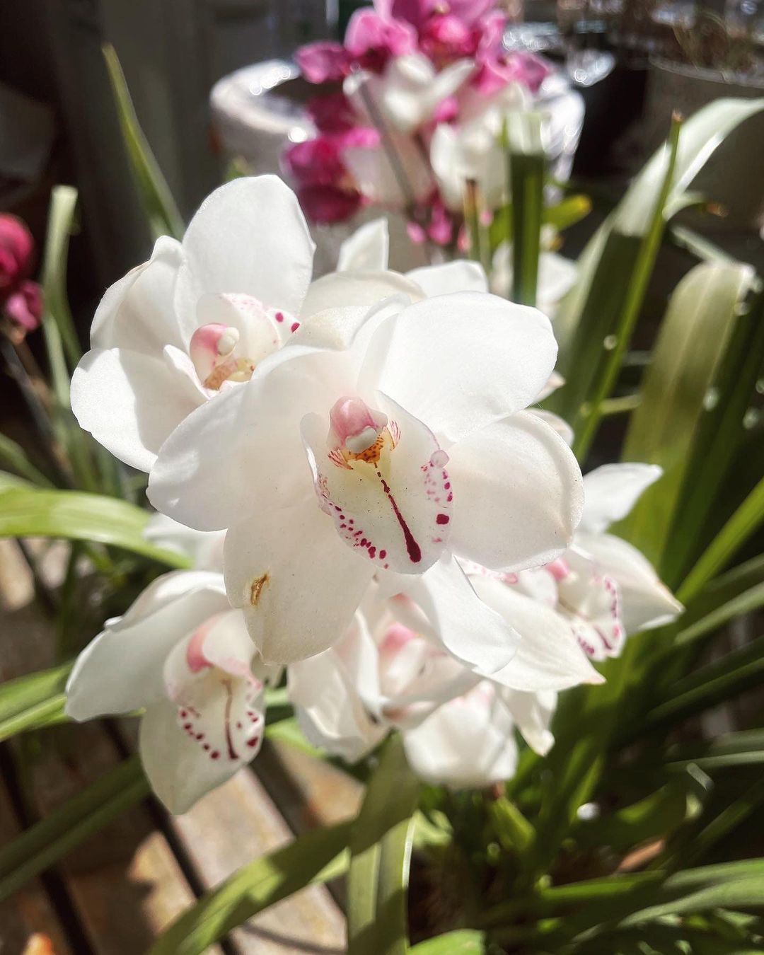 Orquídea Phalaenopsis: Como cultivar la flor más linda y elegante que  decora exteriores e interiores 