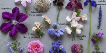 15 variedades de flores diferentes para armar combinaciones coloridas en el jardín