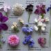 15 variedades de flores diferentes para armar combinaciones coloridas en el jardín