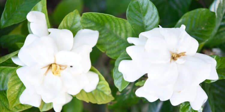 Gardenia jasminoides o jazmín del Cabo: el arbusto más elegante para decorar y perfumar tus espacios exteriores