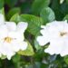 Gardenia jasminoides o jazmín del Cabo: el arbusto más elegante para decorar y perfumar tus espacios exteriores