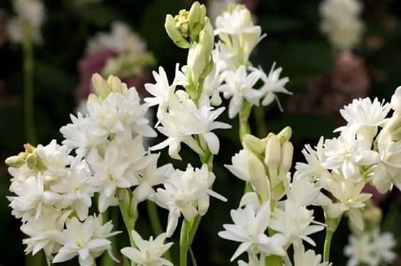 Temporada de Nardo (Agave amica): la flor más perfumada y delicada para disfrutar todo el verano