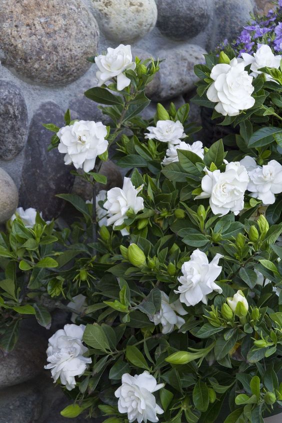 Gardenia jasminoides o jazmín del Cabo: el arbusto más elegante para  decorar y perfumar tus espacios exteriores 