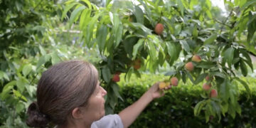 Secretos de cultivo: cómo cuidar y darle más potencial a un duraznero, por Clara Billoch
