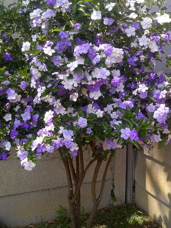 Jazmín paraguayo (Brunfelsia australis): el arbusto con flores violetas y  blancas, ideal para decorar y perfumar el jardín 